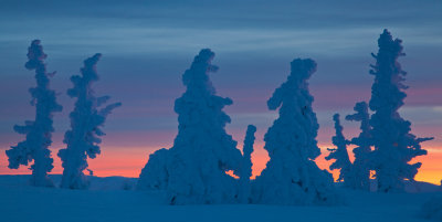 Snow-blasted-trees on Tumalo