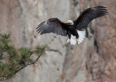 Bald Eagle at Smith Rock State Park