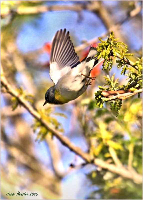 Northern Parula2.jpg