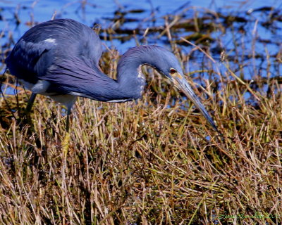 Brazoria National Wildlife Refuge 