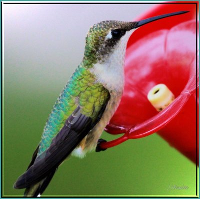 Hummingbirds 