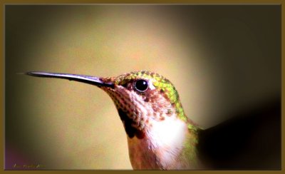 hummingbirds_2014