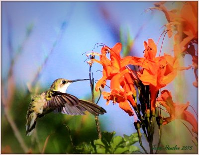 Female Ruby throated hummingbird.jpg
