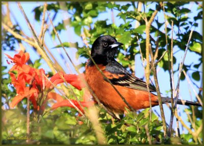 Male Orchard Oriole