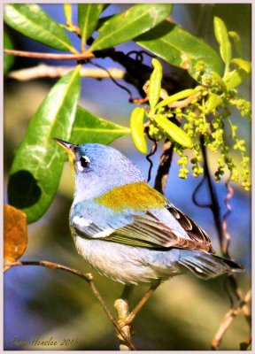 Northern Parula