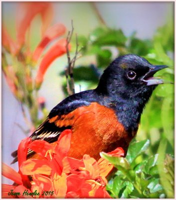 Male Orchard Oriole 1.jpg