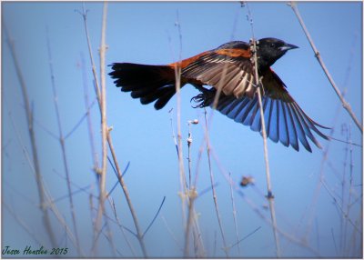 Male Orchard Oriole 2.jpg