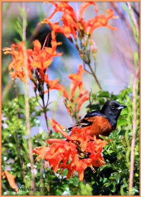 Male Orchard Oriole.jpg