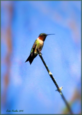 Male ruby throated hummingbird.jpg