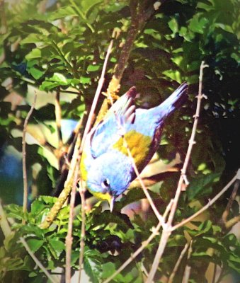 Northern Parula 1.jpg