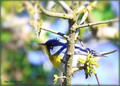 Northern Parula.jpg