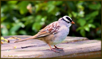 White Crown Sparrow.jpg