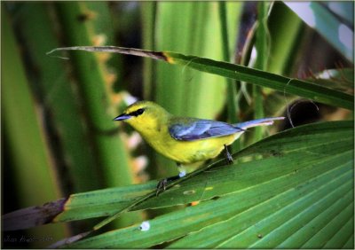 Bluewing Warbler.jpg