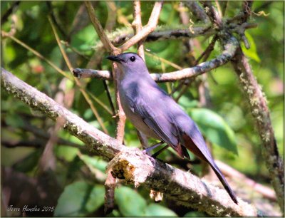 Catbird.jpg