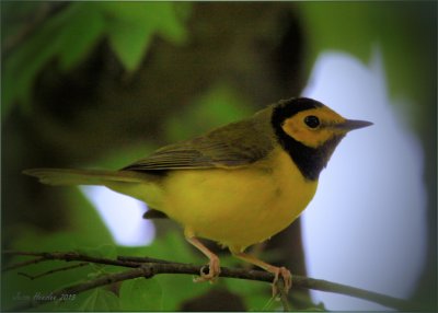 Hooded Warbler.jpg