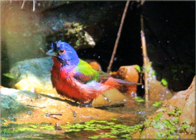 Painted Bunting1.jpg