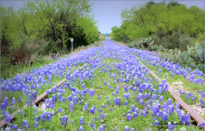 Texas Wildflower Trails 2015