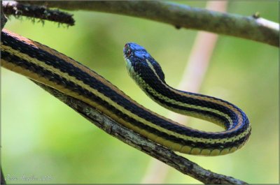 Southwestern Ribbon Snake.jpg
