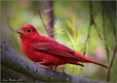 Summer Tanager.jpg