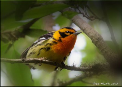 blackburnian warbler.jpg