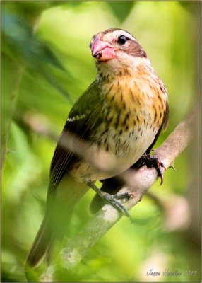 Female Rose Chested Grosbeak .jpg