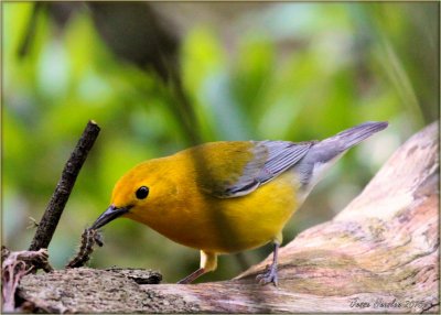 Prothonotary Warbler.jpg