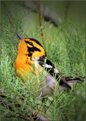 blackburnian warbler3.jpg