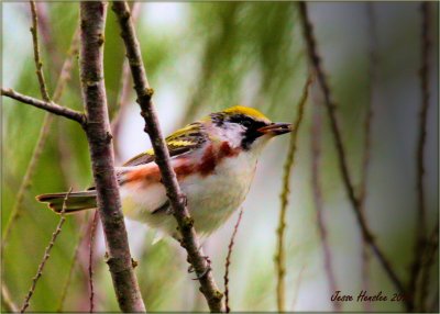 Chestnut-sided Warbler.jpg