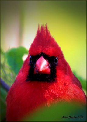 Nothern Cardinal.jpg