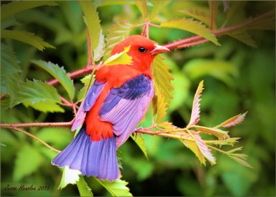 Scarlet Tanager .jpg