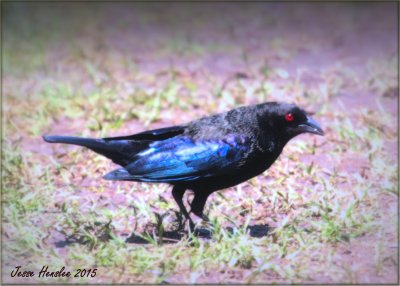Bronzed Cowbird .jpg