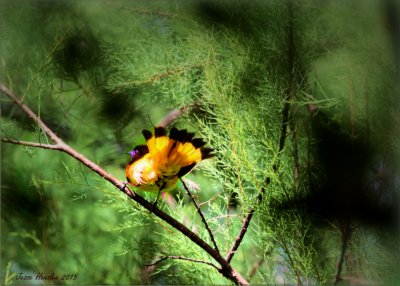 American Redstart.jpg