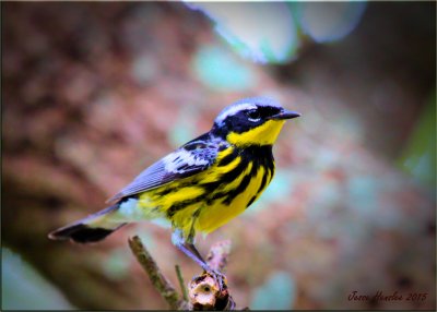 Magnolia Warbler .jpg