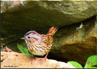 song sparrow.jpg
