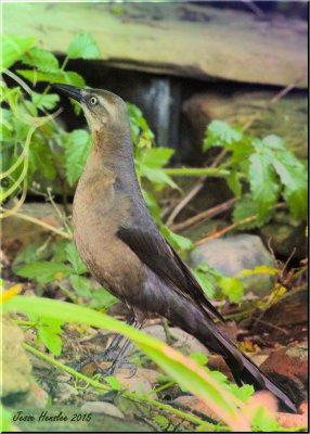 Boat-tailed Grackle.jpg