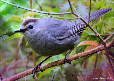 Catbird.jpg
