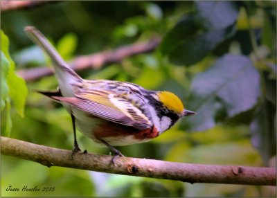 Chestnut Sided Warbler.jpg