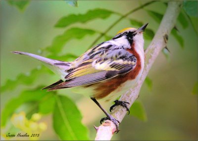 Chestnut Sided Warbler1.jpg
