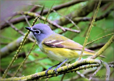 Solitary Vireo.jpg