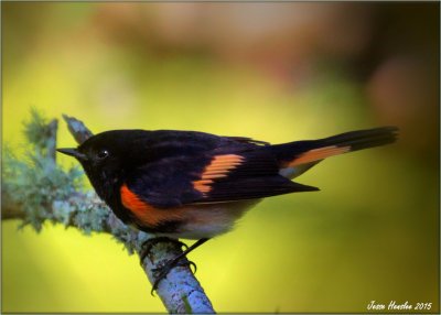 American Redstart.jpg
