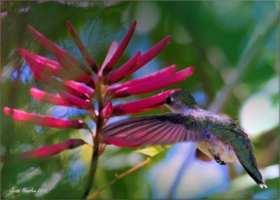 Ruby throated F.jpg