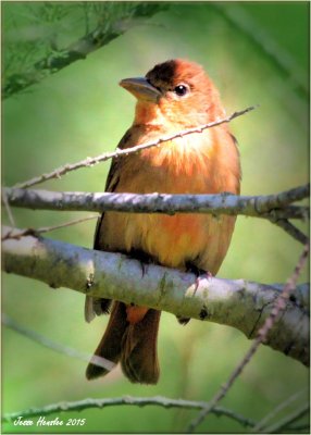 Summer Tanager F.jpg