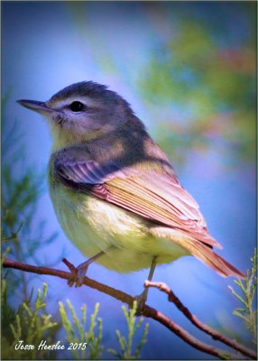 Tennessee Warbler.jpg