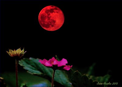 Stawberry Moon