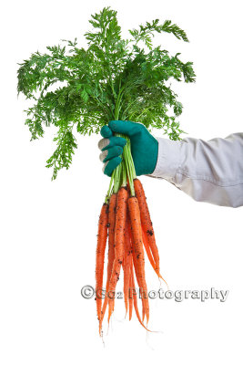 Fresh Garden Carrots.jpg