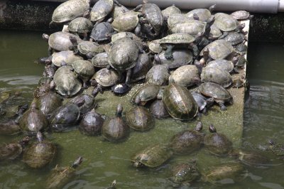 Turtles at Kek Lok Si temple