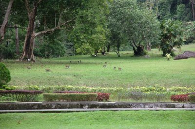 Botanical gardens Penang