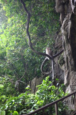 Monkey at Batu Caves Kuala Lumpur