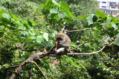 Monkey at Batu Caves Kuala Lumpur
