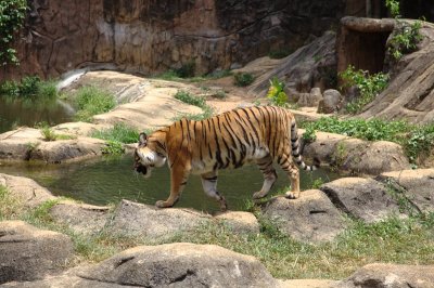 Melaka zoo